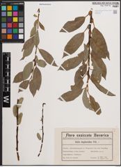 Foto von Salix daphnoides Vill.